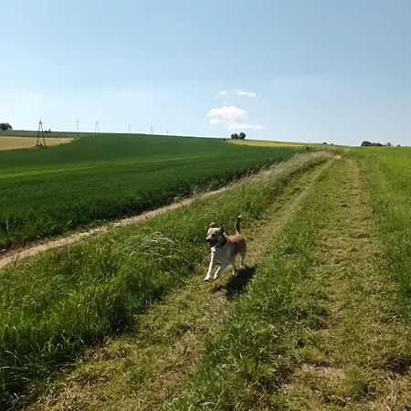 Kulibaba Apartament *