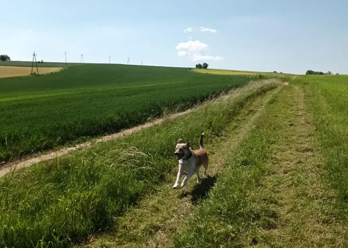 Kulibaba Apartment *